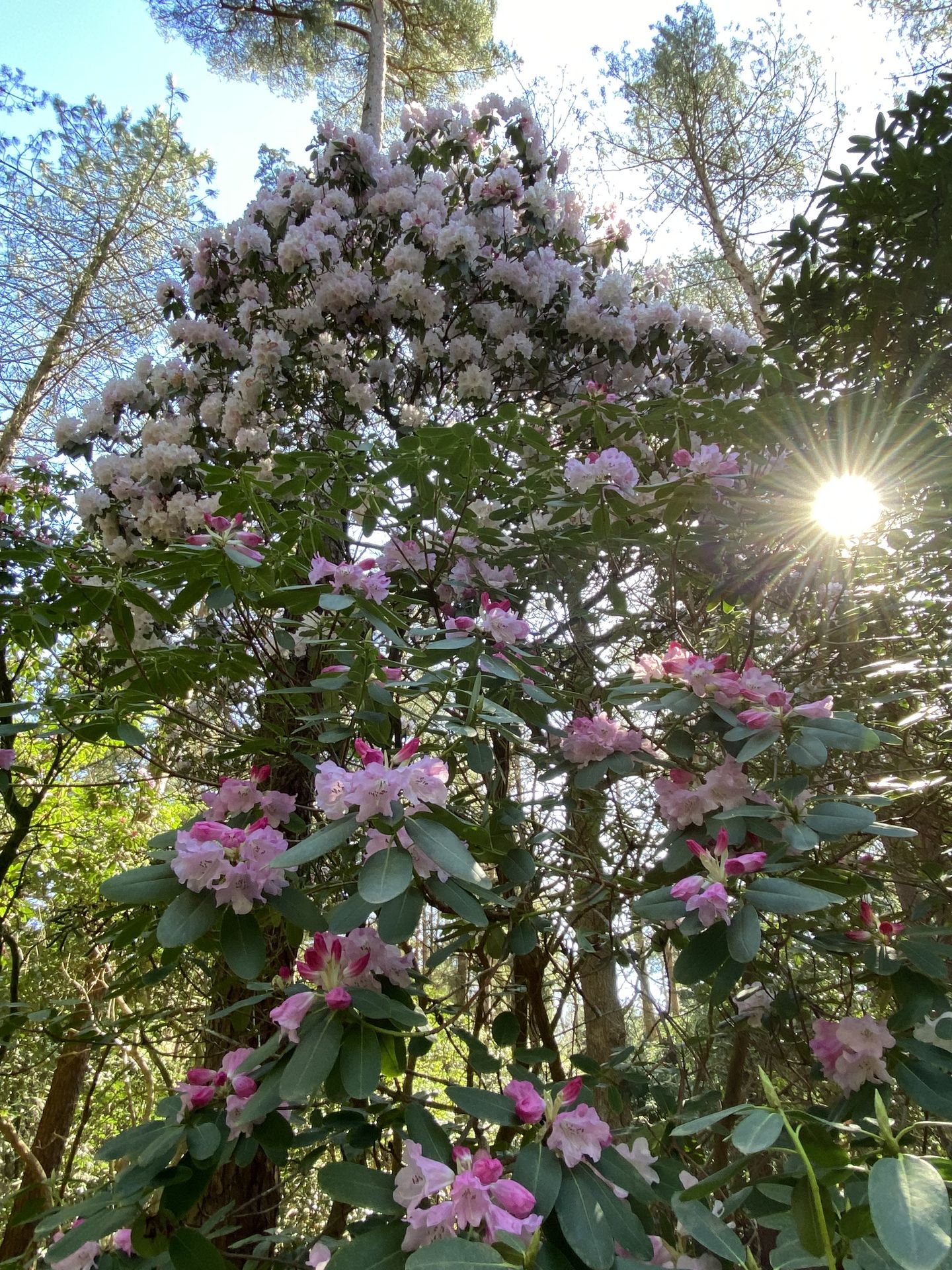 Rhododendronpark Hobbie - Touristik Westerstede