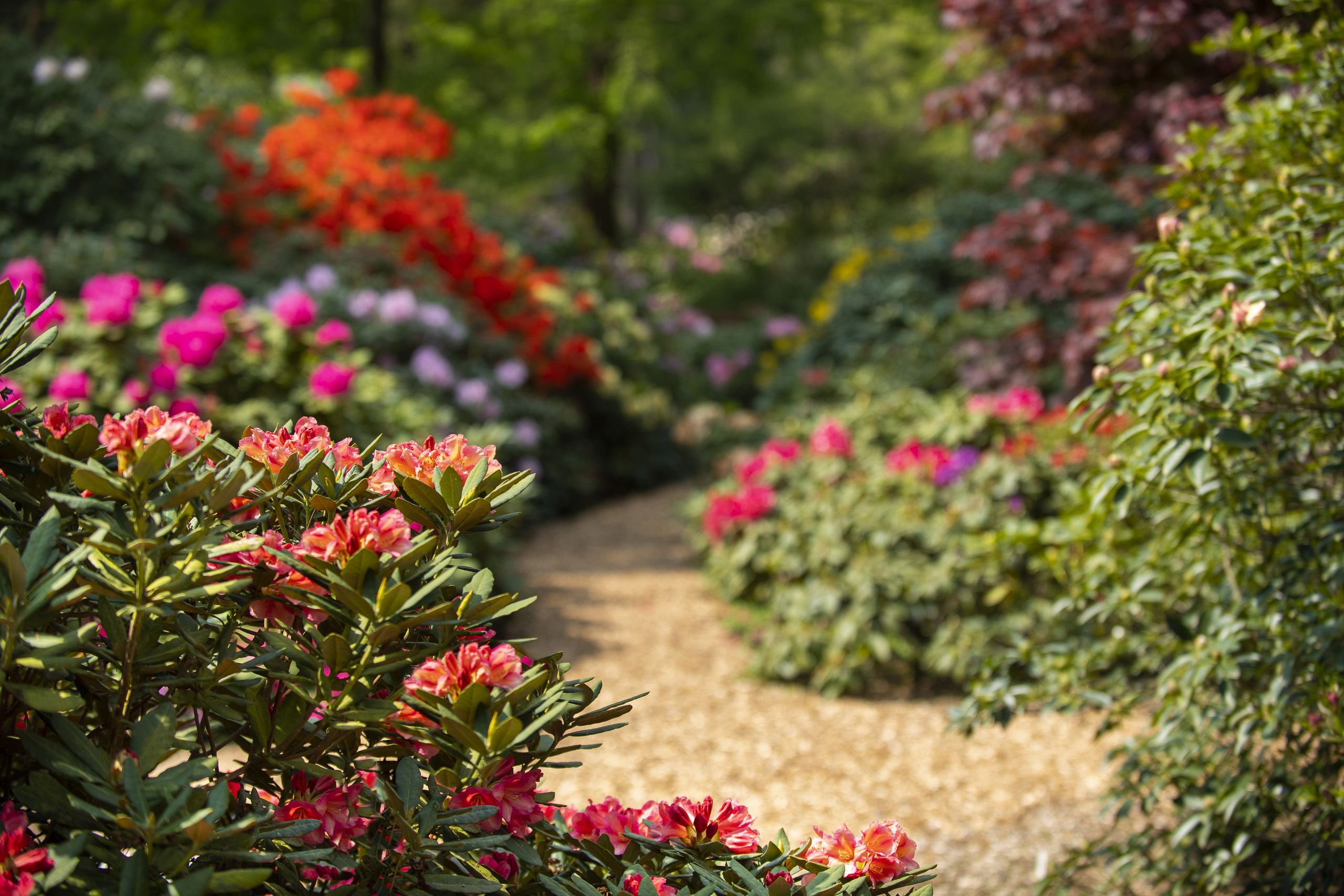 Parks in Westerstede: Rhododendronpark Hobbie - Touristik Westerstede